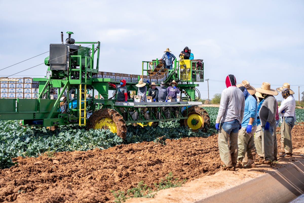 Farmers harvesting crops in an agricultural field