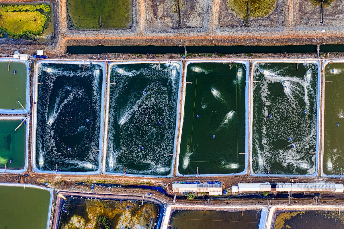 Aquaculture ponds used for fish farming